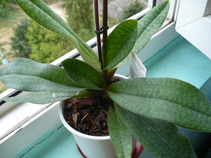 Pahiopedilum  (marmorat)