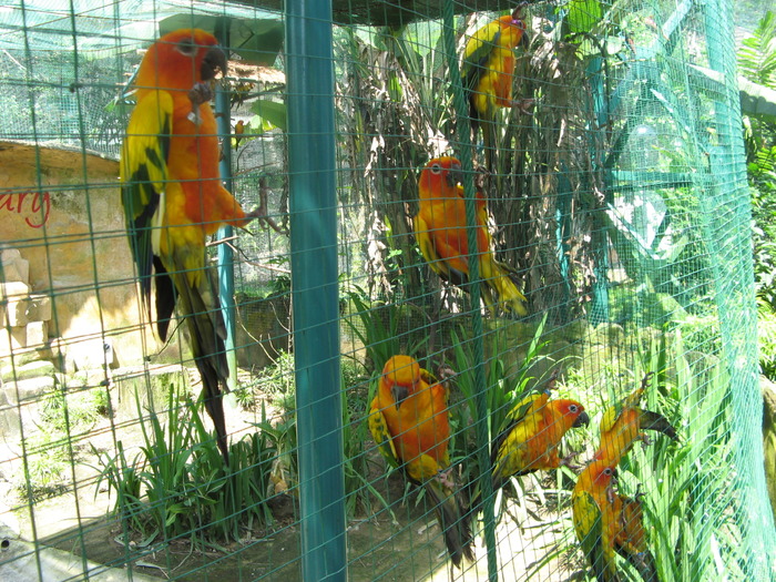 IMG_0039 - 2_1 - Kuala Lumpur Bird Park