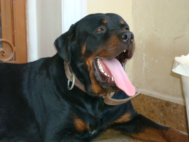 DSC01698 - ROTTWEILER