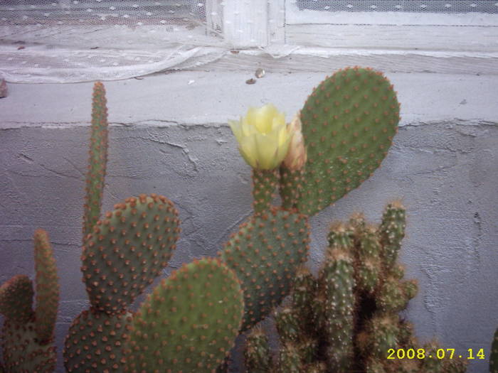 16-Opuntia microdasys - cactusi
