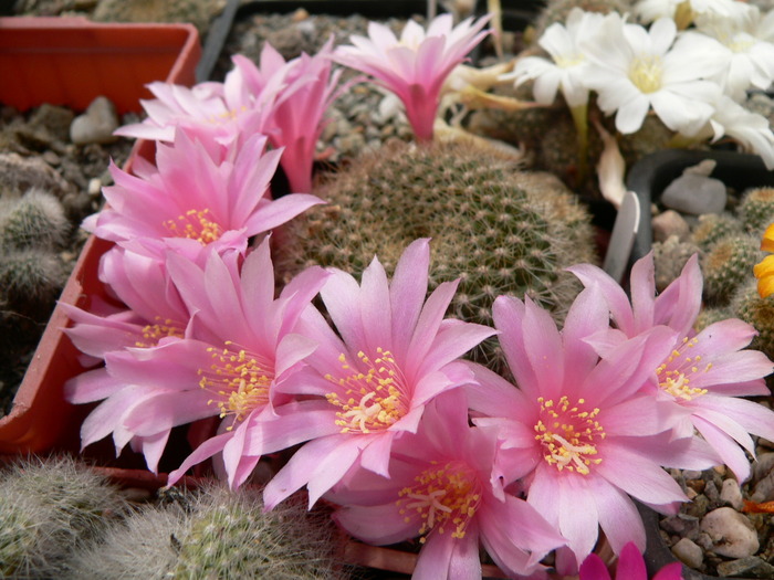 rebutia_kariusiana_3 - genul Rebutia