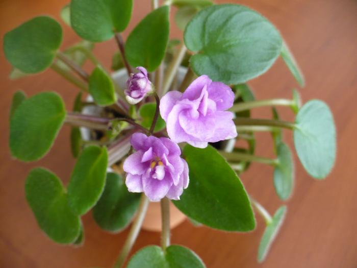 mini lila involt - Saintpaulia - violete de camera