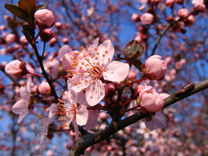 IMG_8196 - primavara 2009