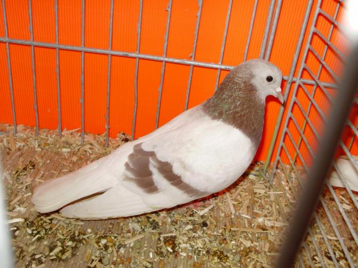 00840 arab 1 - 1505 partea 5