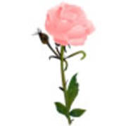 trandafir-roz1 - trandafiri