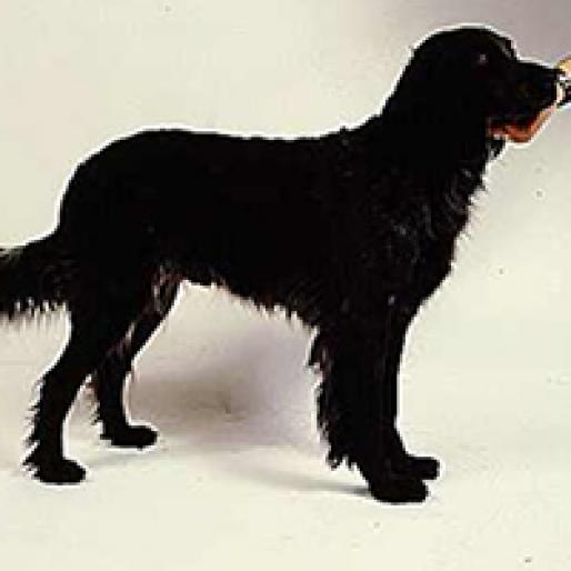 PREPELICAR ALBASTRU DE PICARDIA - RASE CAINI