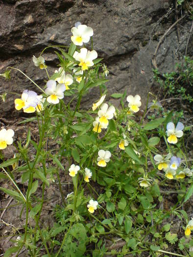 DSC01767 - Flori de camp