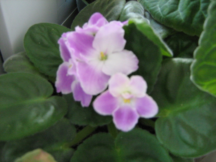 IMG_3350 - violete