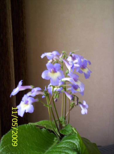 Streprocarpus hibrid 11 mai 2005 (3) - streptocarpus