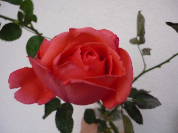 P1020089 - Trandafiri de la bunica