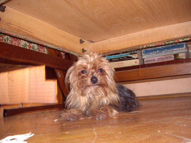 York Tiko - Yorkshire terrier