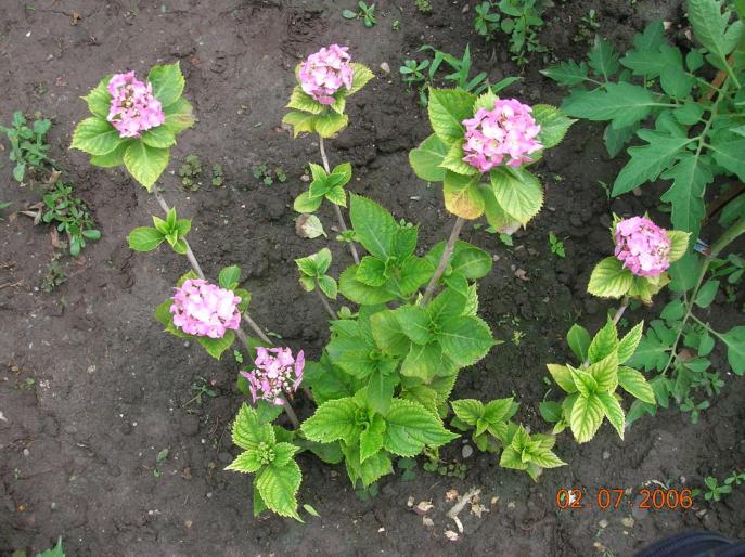 Hortensie... abia prinsa - Vara