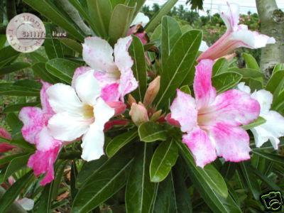 A. Chameleon - Adenium seminte