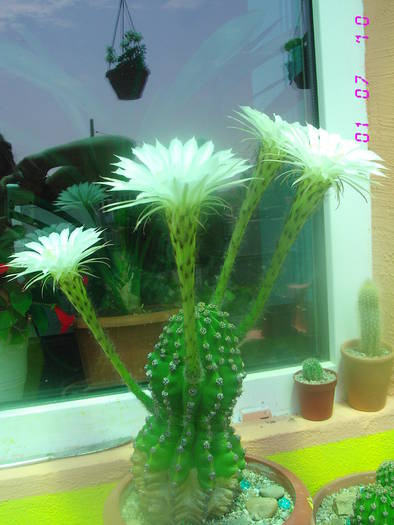 Echinopsis alb - CACTUSI