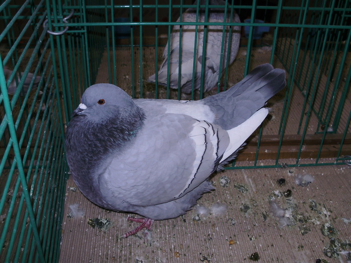 6303 linx 1 - 1507 partea 1b