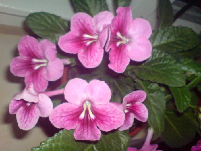 Streptocarpus  hibrid 2009