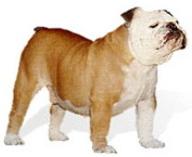 bulldog_englez