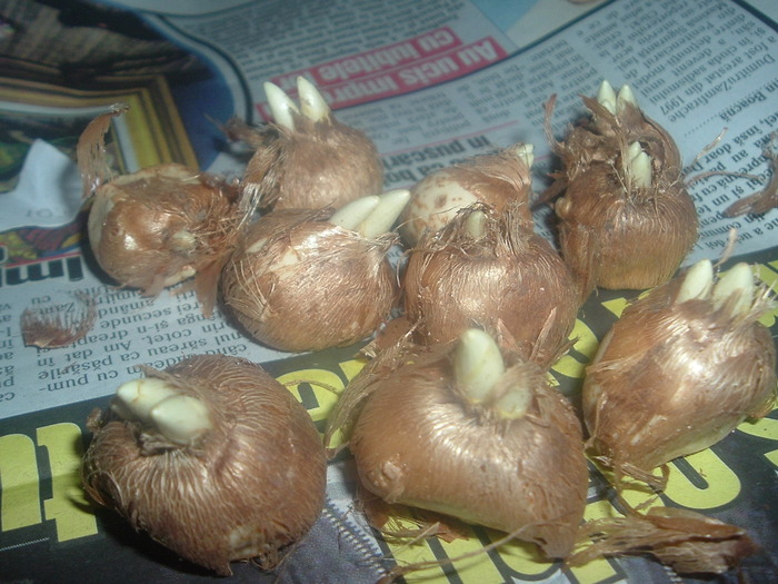 DSCF9602; bulbi(crocus)
