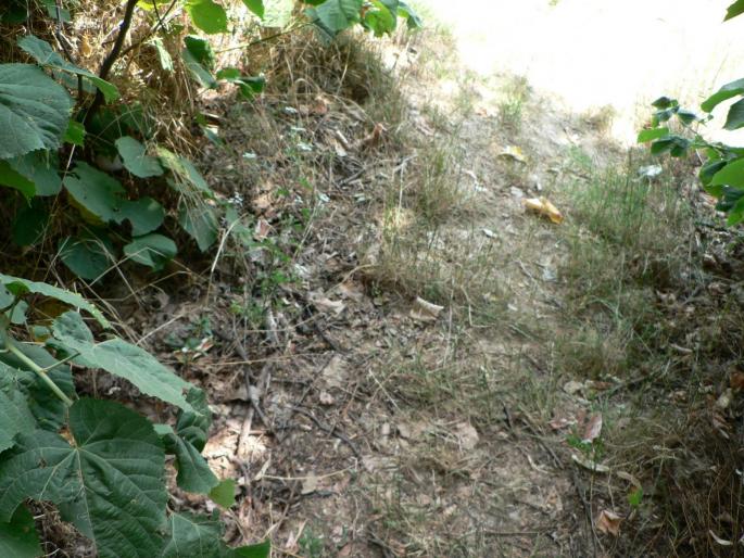 P1000219 - 2007 in plimbare prin herastrau