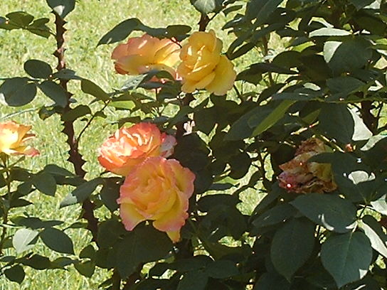 trandafiri galbeni