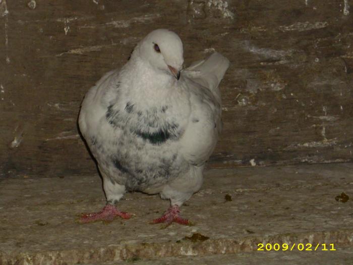 mascul 2008 - nastase