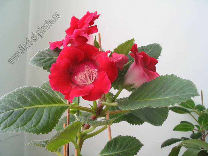 Gloxinia grena 5