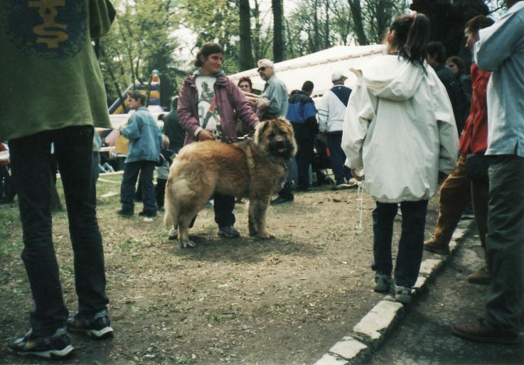 expo sfantu gheorghe-2002 ciobanesc caucazian - CAINI-DRESAJ-SOCIALIZARE