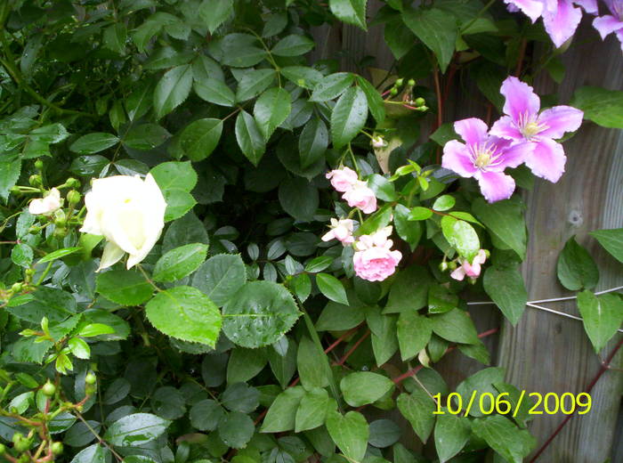 Trandafiri si clematita 10 iun 2009