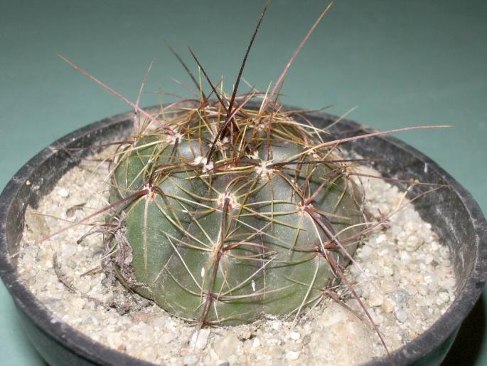 Notocactus ottonis