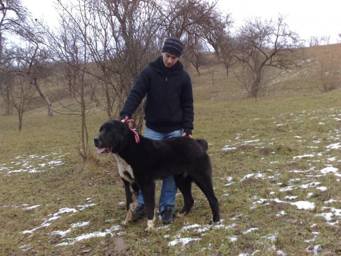 2 Caini Alabai Ciobanesc De Asia Centrala Central Asian Shepherd