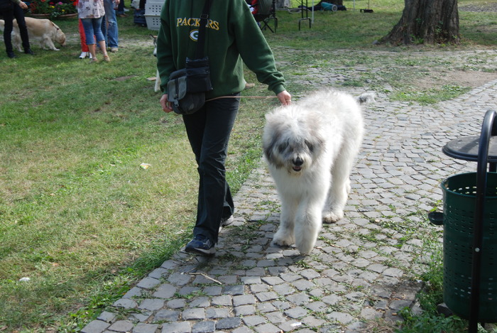 DSC_0074 - Concurs international de frumustete canina 2009 TgMures