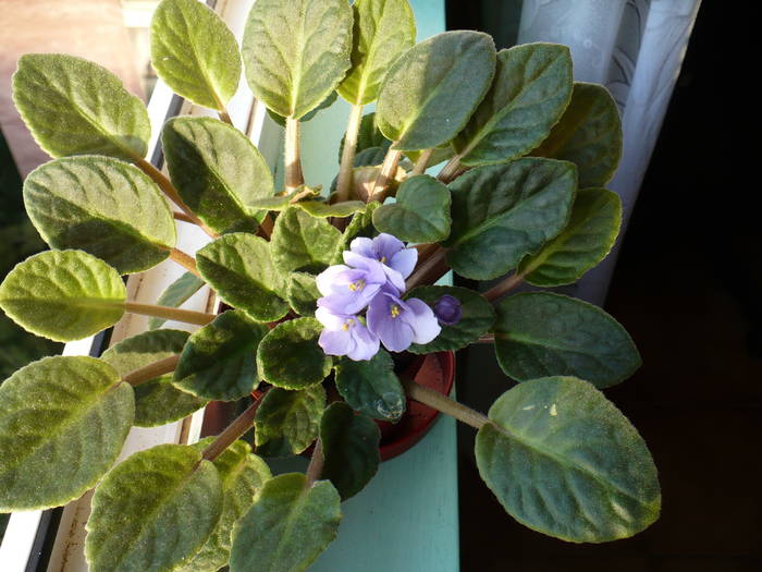 P1150089 - Saintpaulia - violete de camera