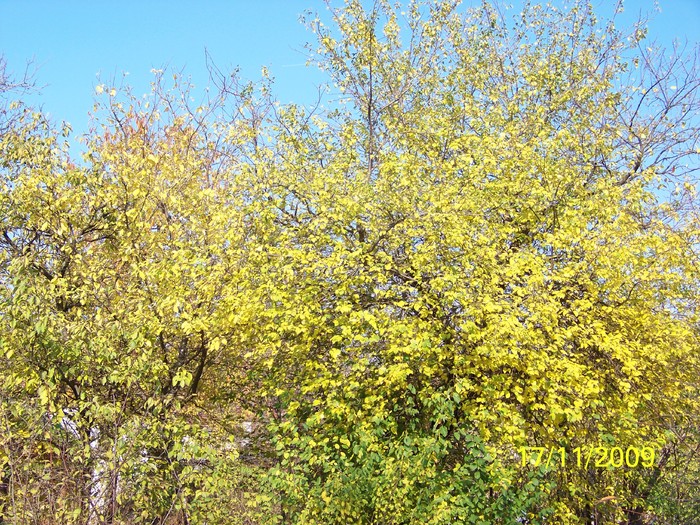 100_4603 - Toamna in curte  Timisoara