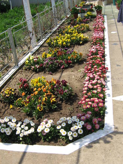 30aprilie 026 - flori de gradina 2009