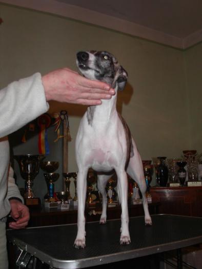 MISSY - WHIPPET Meradith Mala Miss