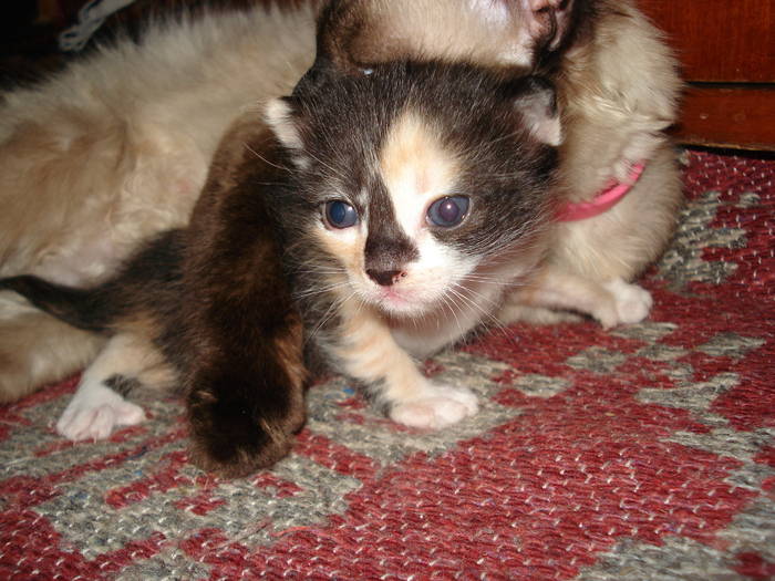 DSC09683 - ANIMALUTELE MELE