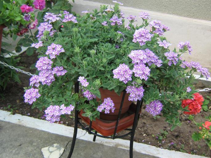 verbena - verbena si cercelus