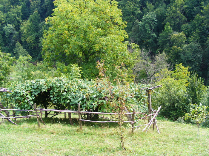 DSCF5406