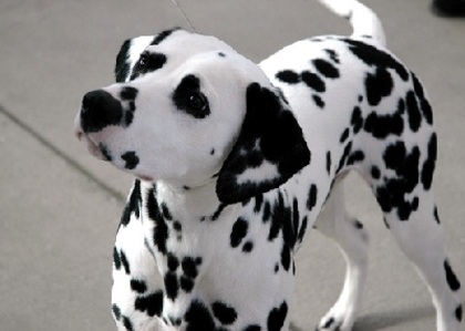 d9d077f4b9391f3dbb8ecbdb9499420d - dalmatieni