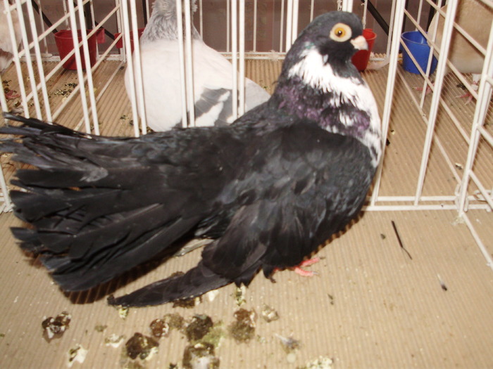 negru buc 7 - 1510 rz