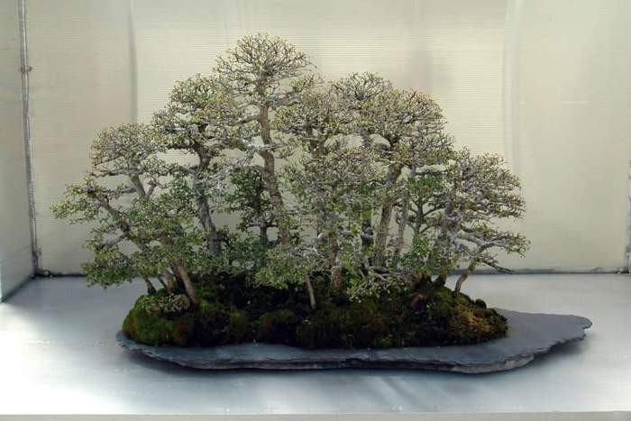 433 - Bonsai