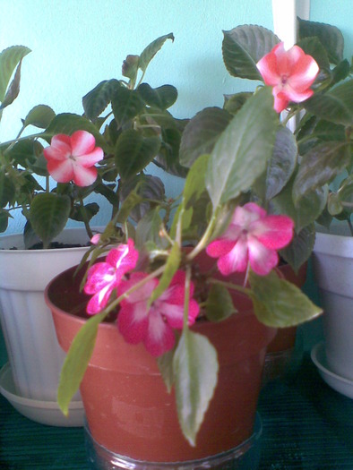 impatiens - FLORI -2009