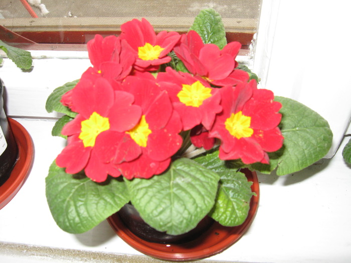 primula rosie - florile mele