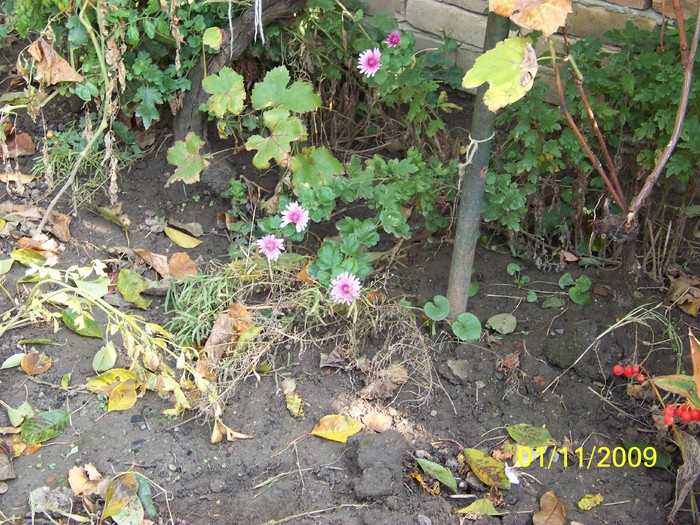 100_3684 - Toamna in curte  Timisoara