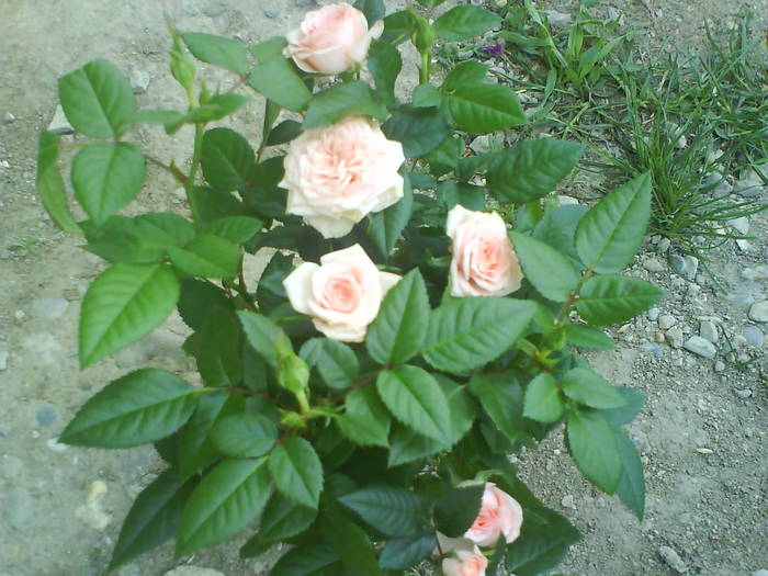 DSC00132 - trandafiri de gradina-butasi de vanzare