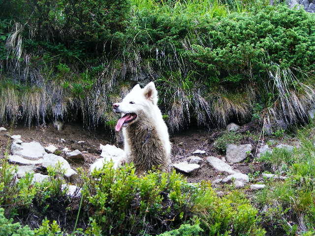 DSCF3027 - Suior Poiana Mlejnita Varful Secatura Creasta Cocosului  din Muntii Guta