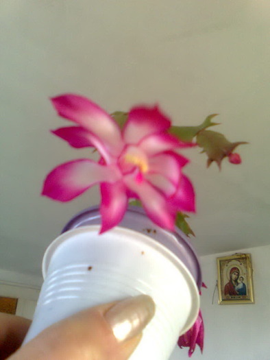 Imagine0202 - Schlumbergera si Rhipsalidolis