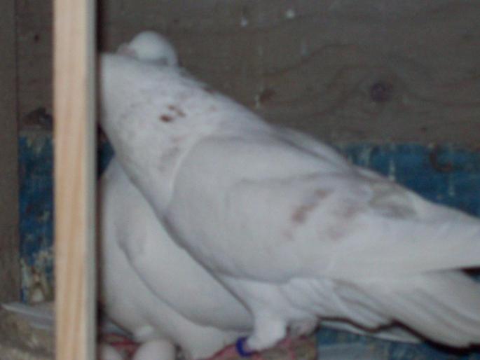 100_2776 - porumbei albi-nunti si ornament