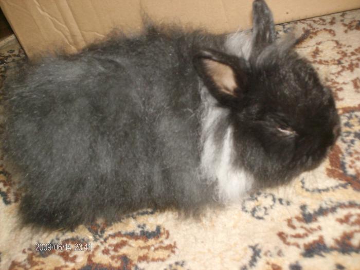 Angora