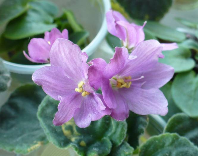 P1150295 - Saintpaulia - violete de camera